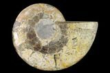 Agatized Ammonite Fossil (Half) - Madagascar #139658-1